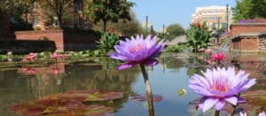 Flowers on creek