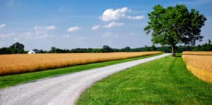 road through a field with a tree on one side